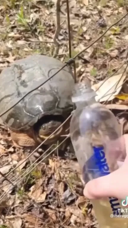 Черепаха и бутылка воды
