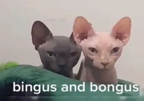 Bingus and Bongus