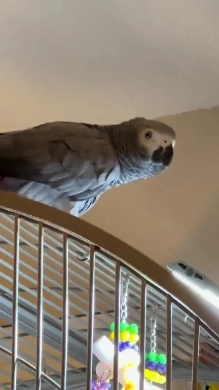 Parrot Commands Alexa to Fart