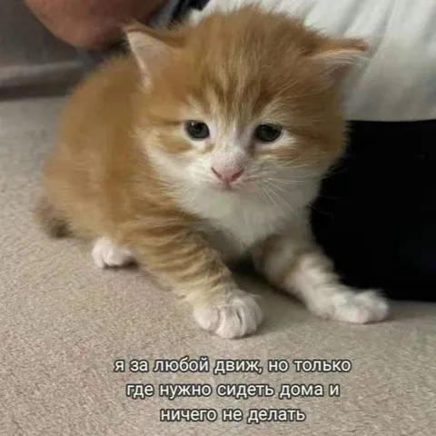 Кот за любой движ