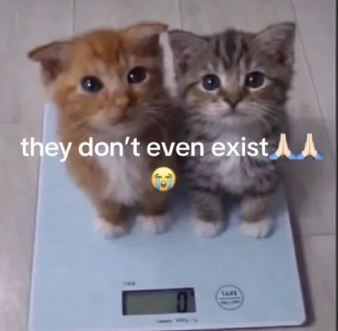 Cats That Don’t Exist
