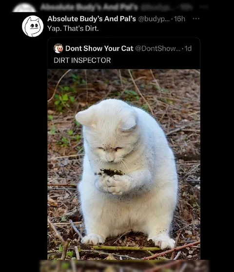 Dirt Inspector Cat