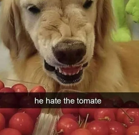 Dog Hates the Tomato