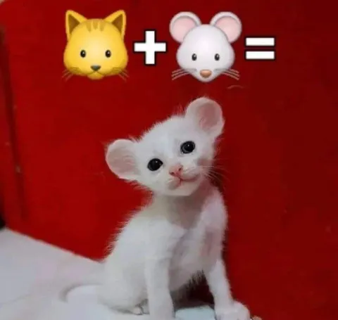 Кот плюс мышь — милый результат
