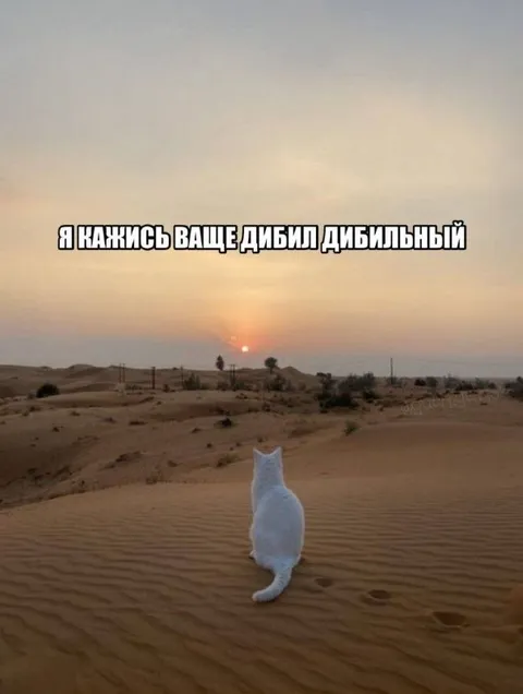 Белый кот в пустыне