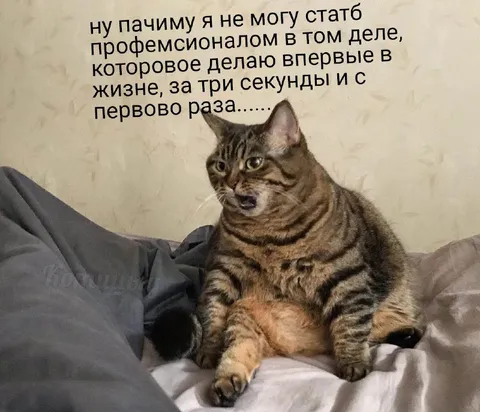 Кот требует стать профессионалом