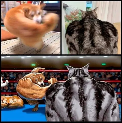 Кот готовится к реваншу