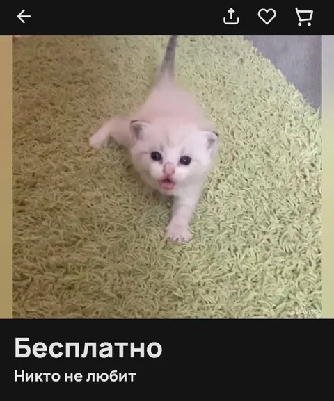 Бесплатно, никто не любит