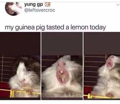Guinea Pig Tastes Lemon