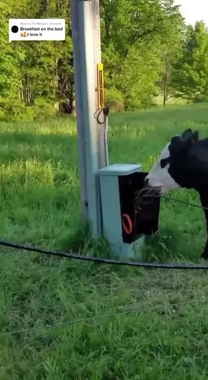Cow Enjoys Breakfast on the Bed