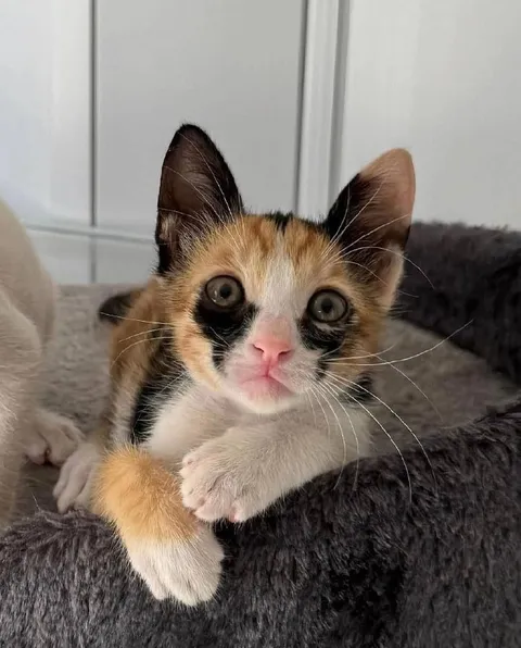 Котёнок с удивлённым взглядом