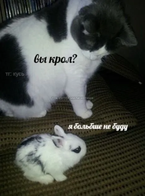 Кот спрашивает кролика
