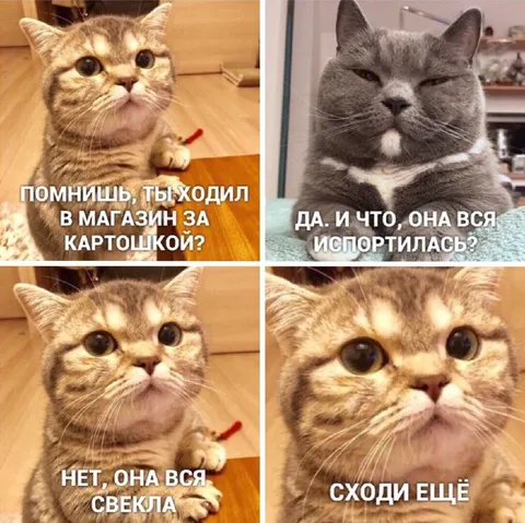 Кошки и испорченная картошка