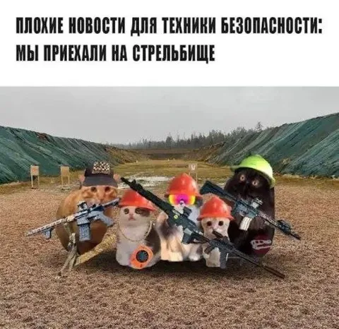 Коты приехали на стрельбище