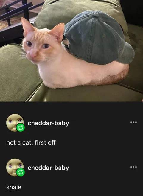 Not a Cat, It's a Snale