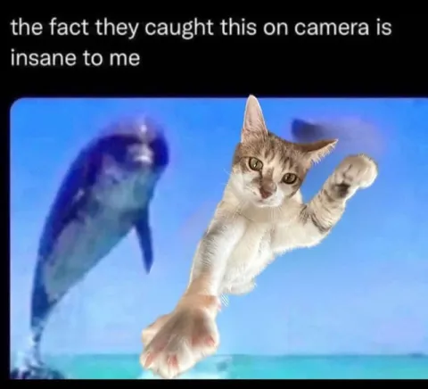 Cat Caught on Camera