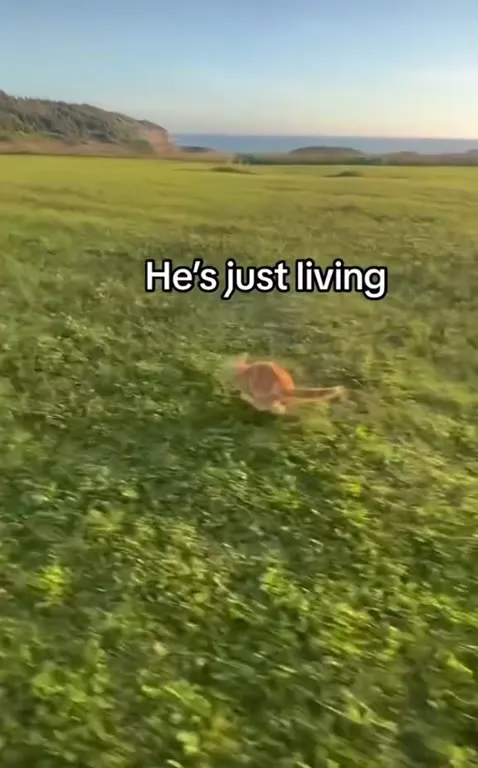 Cat Running Free in the Field