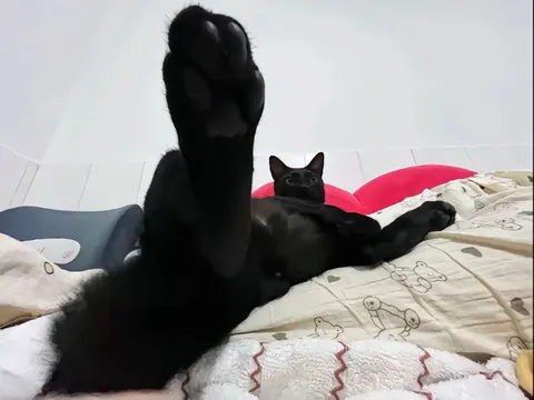 Огромная кошачья лапа