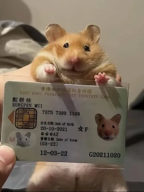 仓鼠的香港身份证