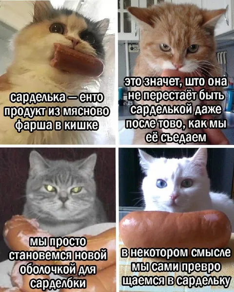 Коты объясняют сардельку