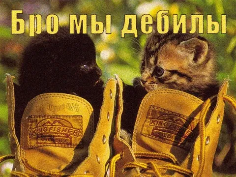 Бро, мы дебилы — котята