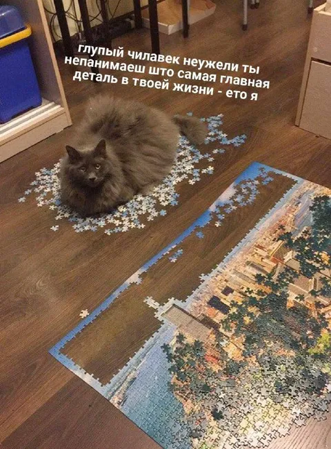 Кот — главная деталь жизни