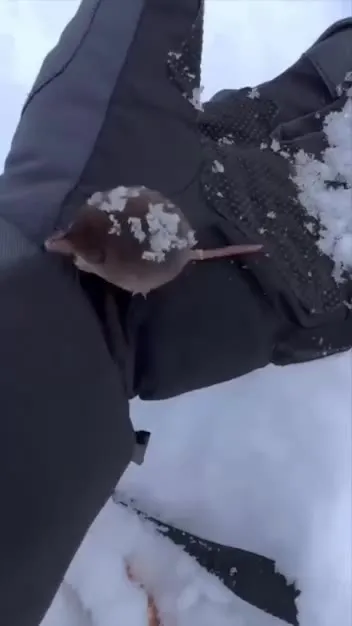 Мышь катается на перчатке
