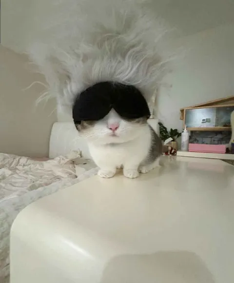 Кот в чёрных очках