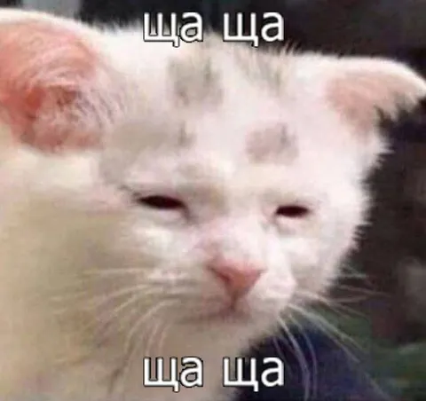 Белая кошка говорит «ща ща»