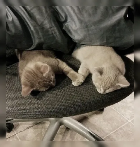 Котята держатся за лапки