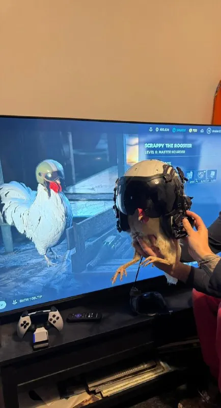 Rooster Plays as Rooster