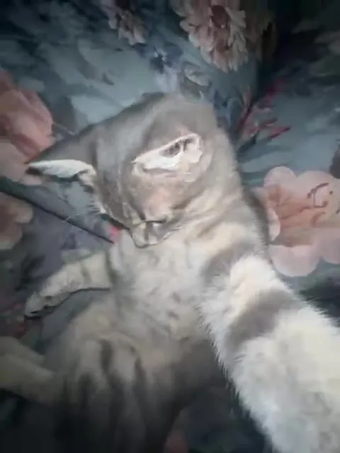 Кот танцует под любовь
