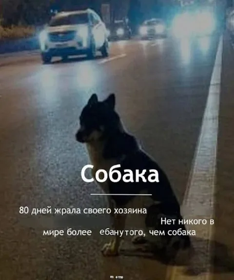 Собака ждала хозяина