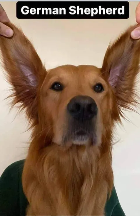 German Shepherd With Huge Ears