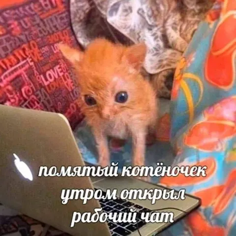 Котёнок открыл рабочий чат