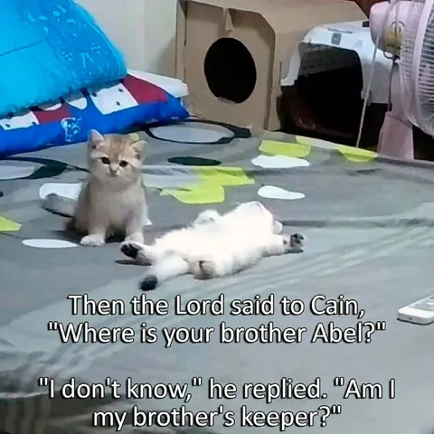 Cain and Abel Cat Meme