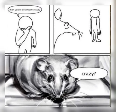 Crazy? Rat Reaction Meme