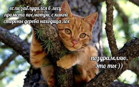 Лох заблудился в лесу