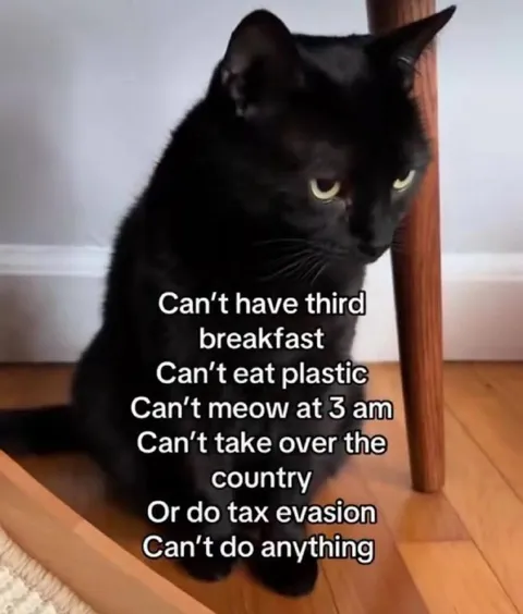 Cat Can't Do Anything
