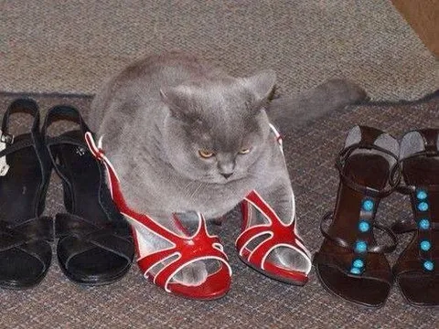 Кот выбирает туфли