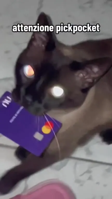 Attenzione pickpocket gatto