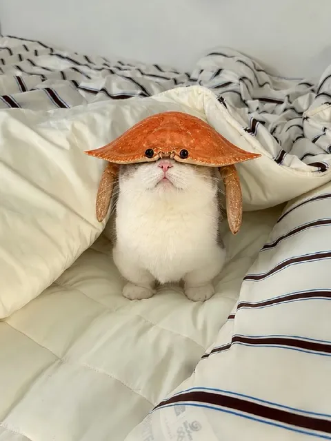 Котёнок в шляпе-грибке