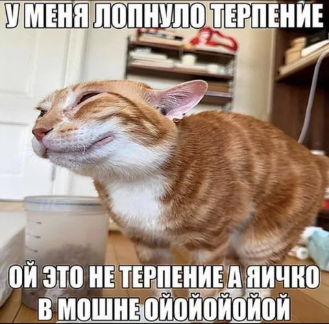 Лопнуло терпение у кота