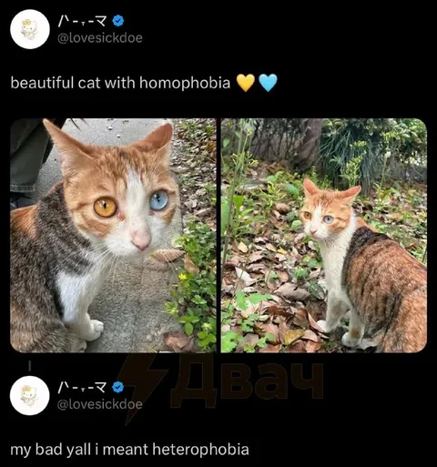 Cat With Heterophobia
