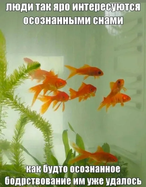 Осознанное бодрствование