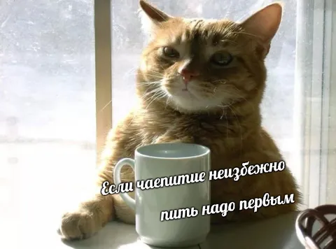 Кот пьёт чай первым