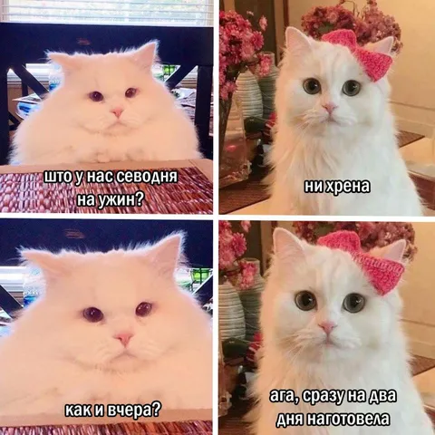 Кошки и ужин на два дня