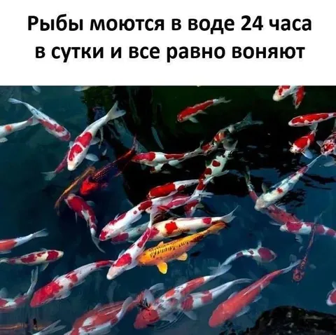 Рыбы всё равно воняют