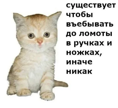 Котёнок существует чтобы влюбивать