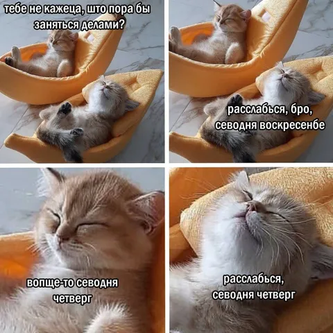 Коты откладывают дела